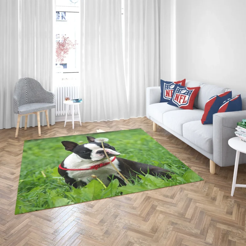 The Boston Terrier Playfulness: Boston Terrier Floor Rug 2