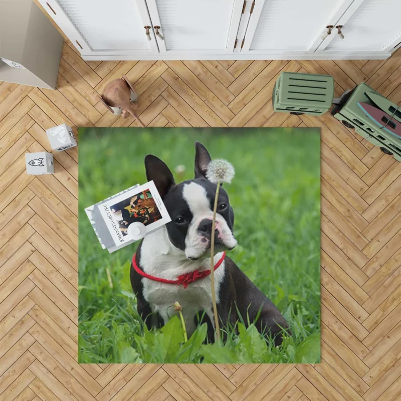 The Boston Terrier Playfulness: Boston Terrier Floor Rug