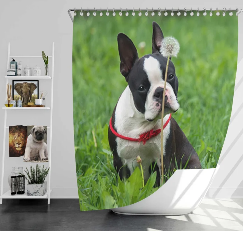 The Boston Terrier Playfulness: Boston Terrier Shower Curtain