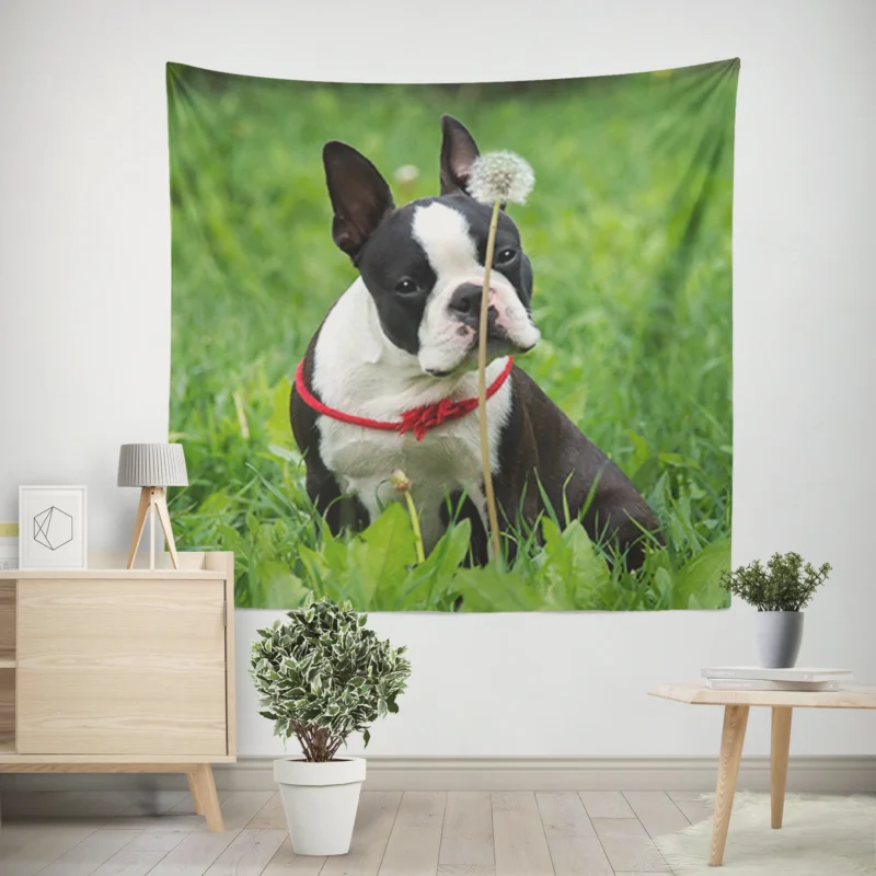 The Boston Terrier Playfulness  Boston Terrier Wall Tapestry