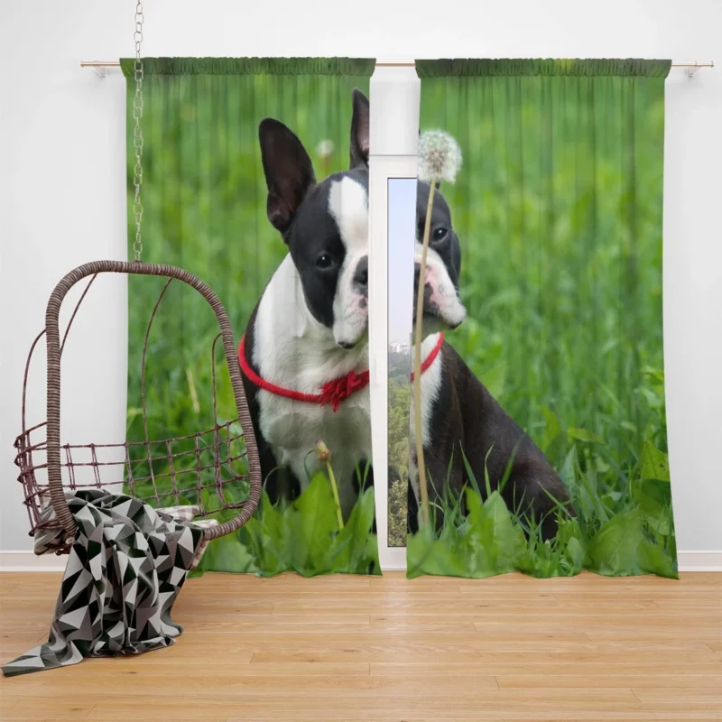 The Boston Terrier Playfulness: Boston Terrier Window Curtain