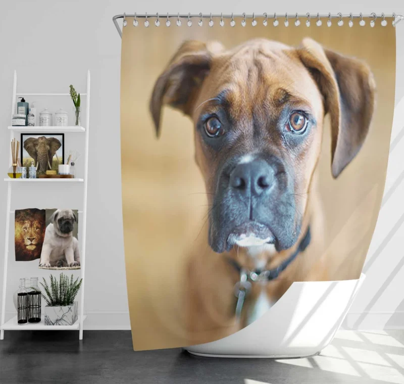 The Boxer Charm: Boxer Shower Curtain