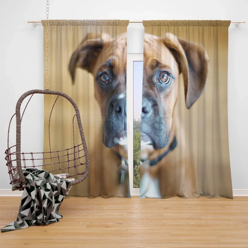 The Boxer Charm: Boxer Window Curtain