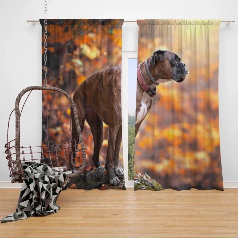 The Boxer (Dog) Beauty: Boxer Window Curtain