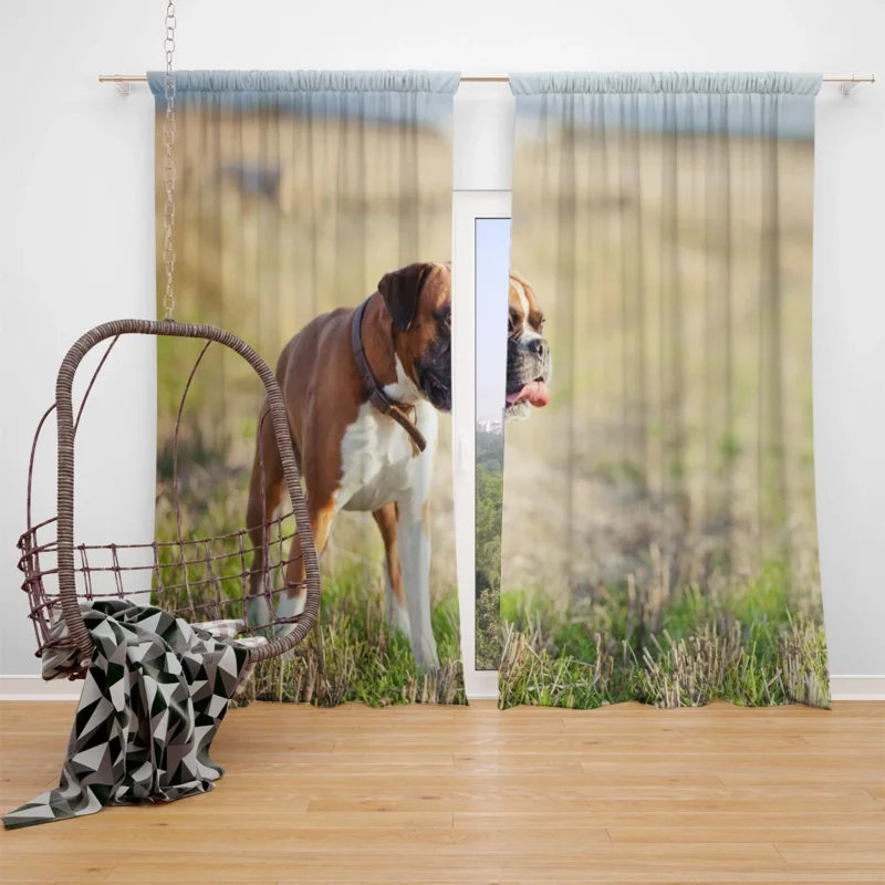 The Boxer Love: Boxer Window Curtain