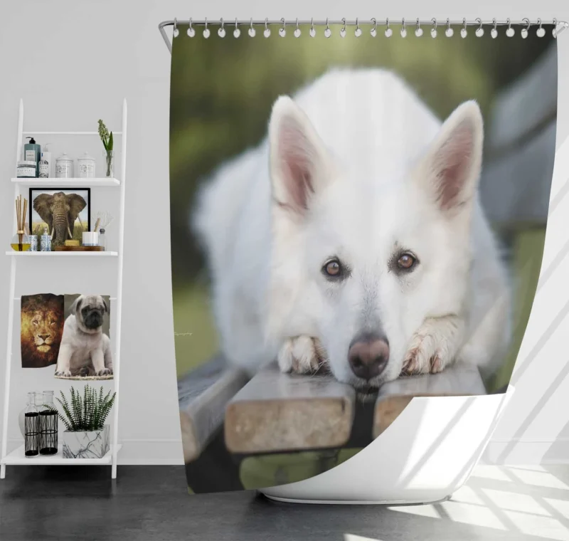 The Elegant White Shepherd: Berger Blanc Suisse Shower Curtain