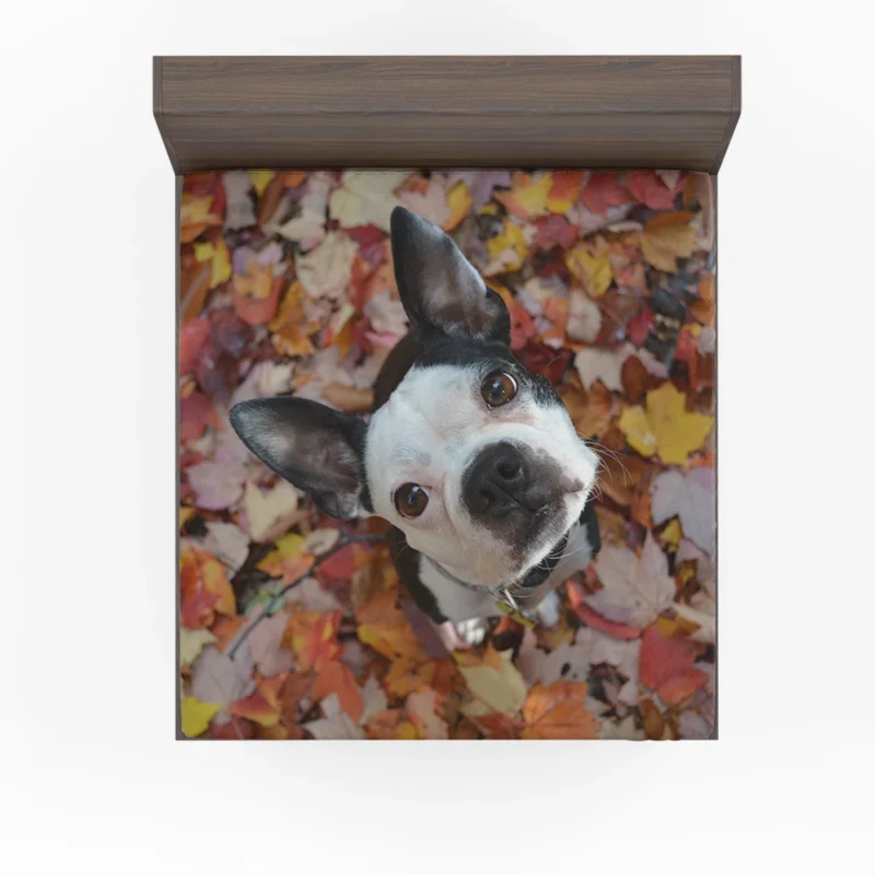 The Energetic Boston Terrier: Boston Terrier Fitted Sheet