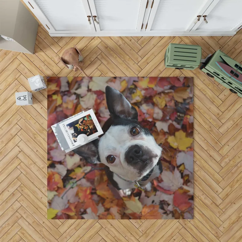 The Energetic Boston Terrier: Boston Terrier Floor Rug