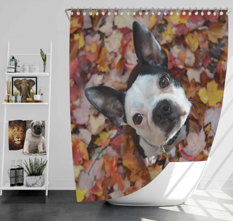 The Energetic Boston Terrier: Boston Terrier Shower Curtain