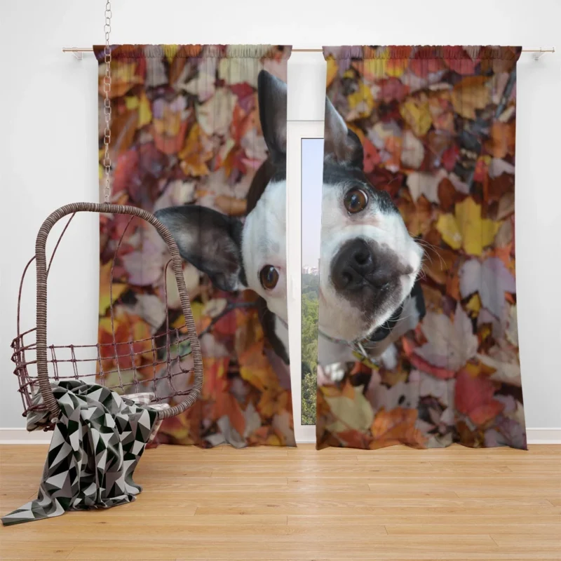 The Energetic Boston Terrier: Boston Terrier Window Curtain