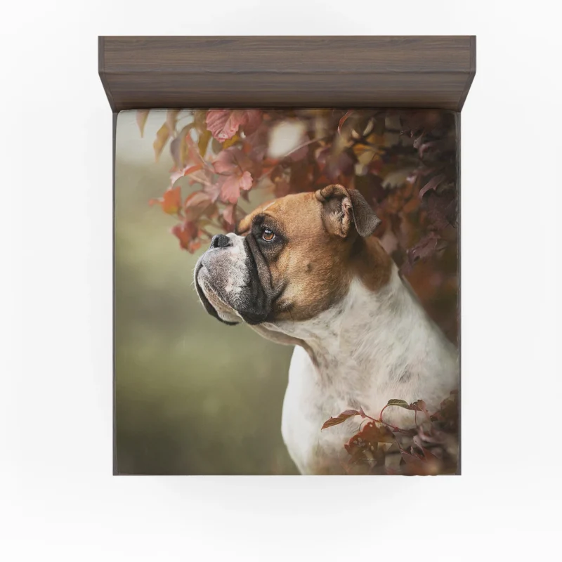 The Energetic Boxer (Dog): Boxer Fitted Sheet