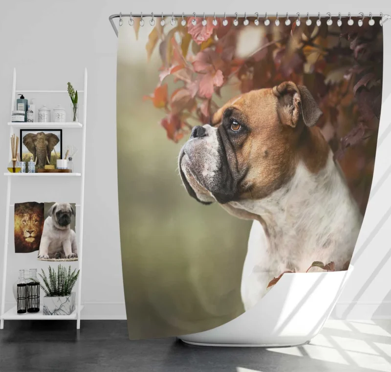 The Energetic Boxer (Dog): Boxer Shower Curtain