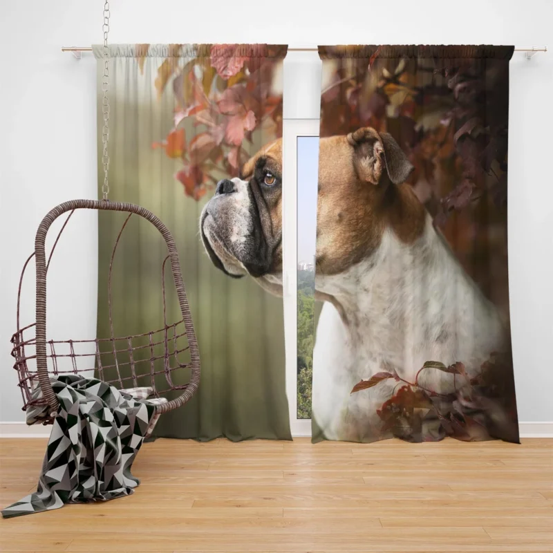 The Energetic Boxer (Dog): Boxer Window Curtain