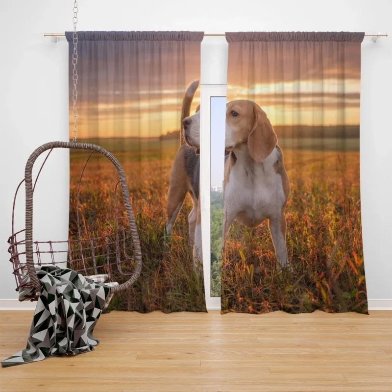 The Energetic and Friendly Beagle: Beagle Window Curtain