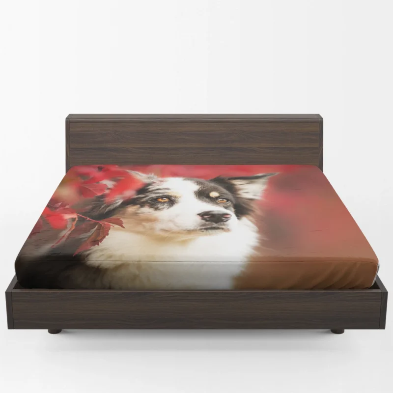 The Energetic and Playful Border Collie: Border Collie Fitted Sheet 1