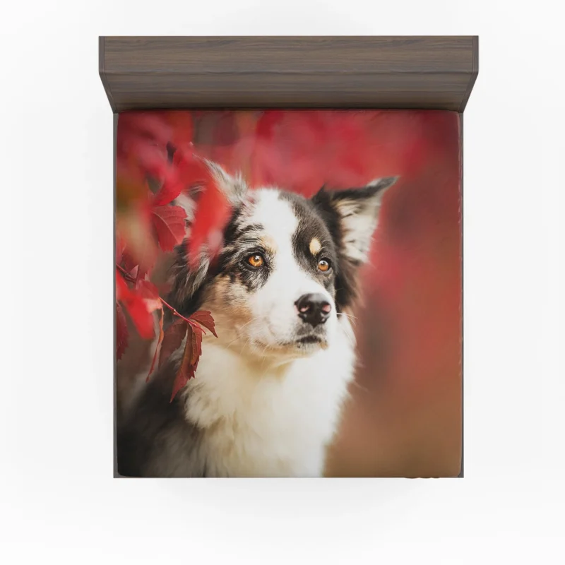 The Energetic and Playful Border Collie: Border Collie Fitted Sheet