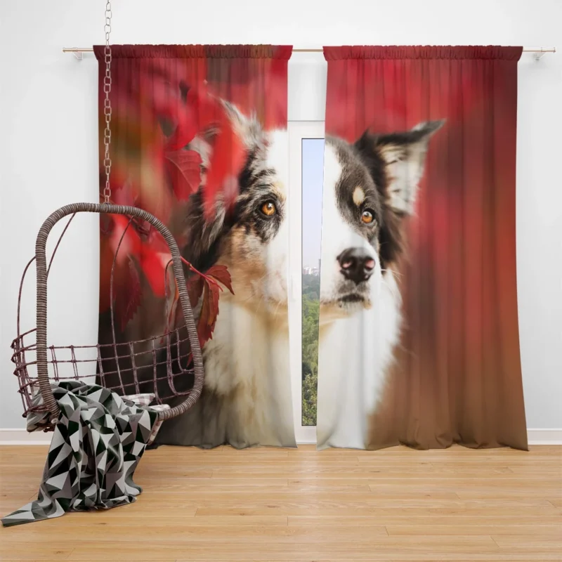 The Energetic and Playful Border Collie: Border Collie Window Curtain