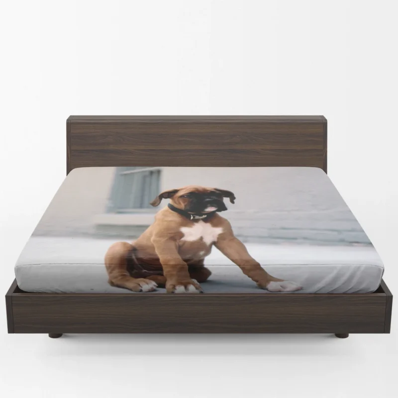 The Energetic and Playful Boxer: Boxer Fitted Sheet 1