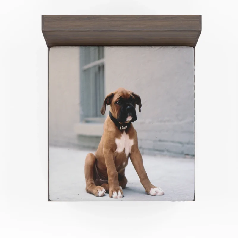 The Energetic and Playful Boxer: Boxer Fitted Sheet