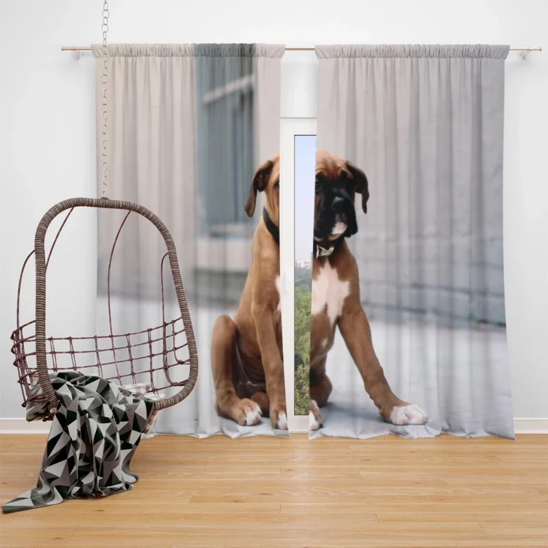 The Energetic and Playful Boxer: Boxer Window Curtain