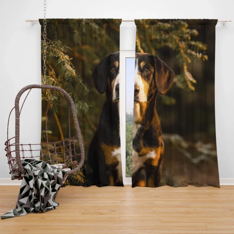 The Gaze of Bernese Mountain Dog: Bernese Mountain Dog Window Curtain