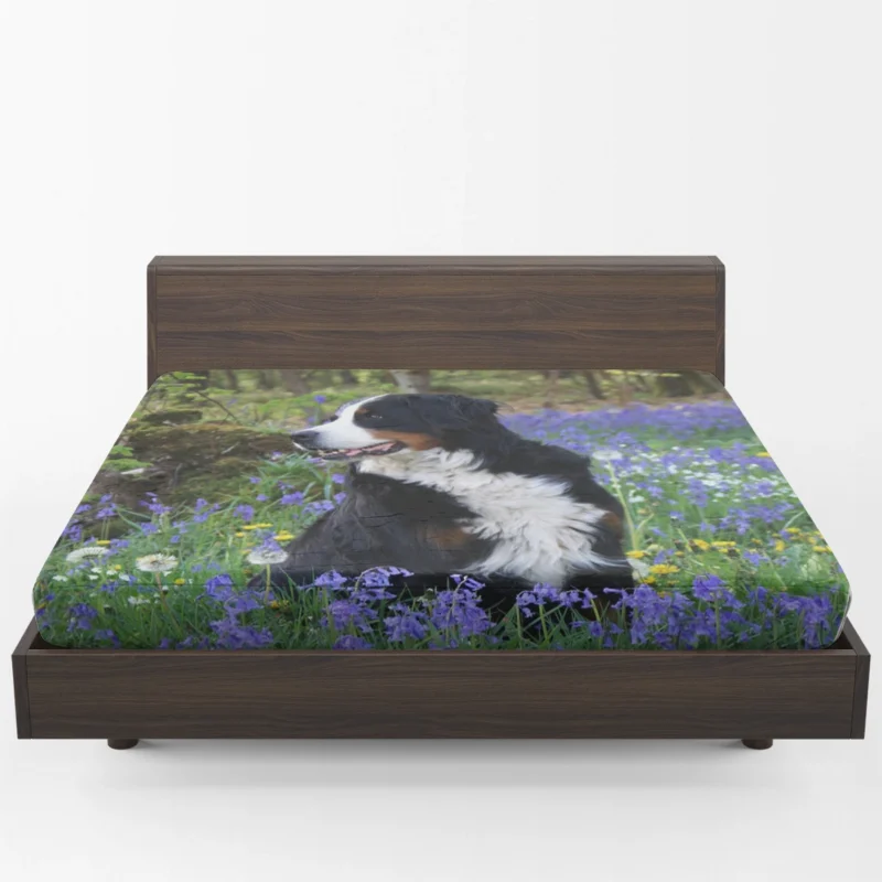 The Gentle Giant: Bernese Mountain Dog Fitted Sheet 1