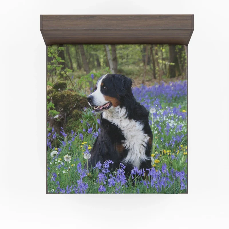 The Gentle Giant: Bernese Mountain Dog Fitted Sheet