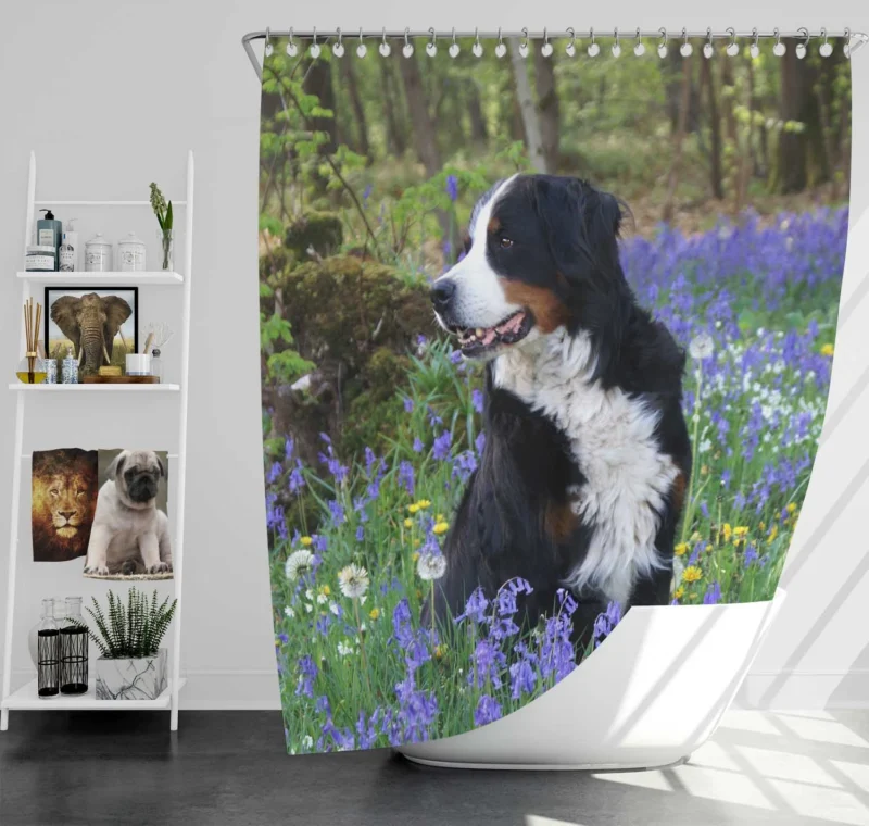 The Gentle Giant: Bernese Mountain Dog Shower Curtain