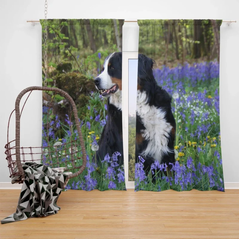 The Gentle Giant: Bernese Mountain Dog Window Curtain