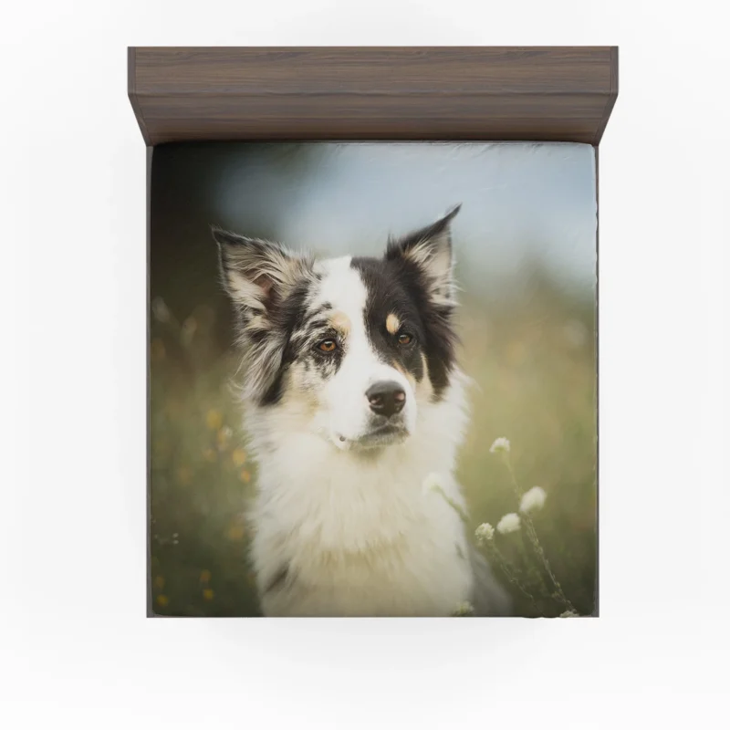 The Graceful and Elegant Border Collie: Border Collie Fitted Sheet