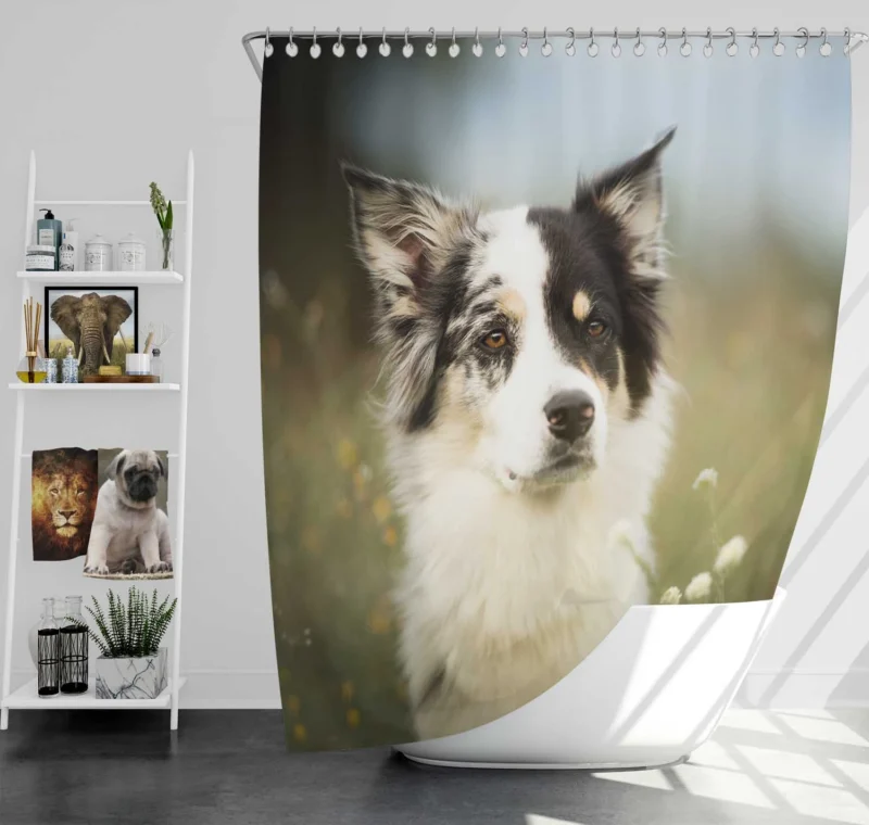 The Graceful and Elegant Border Collie: Border Collie Shower Curtain