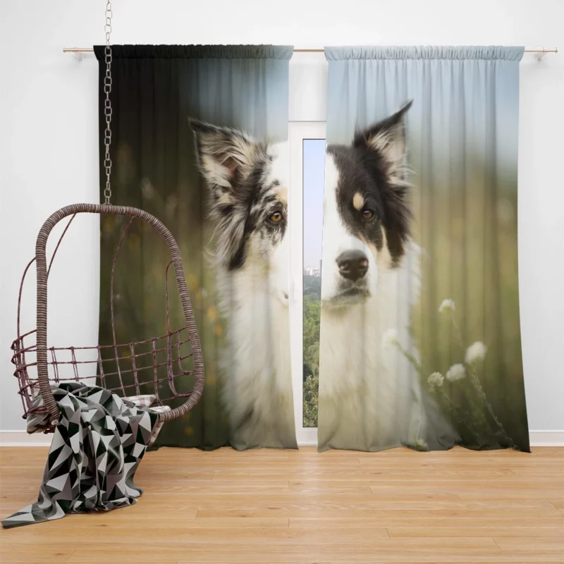 The Graceful and Elegant Border Collie: Border Collie Window Curtain