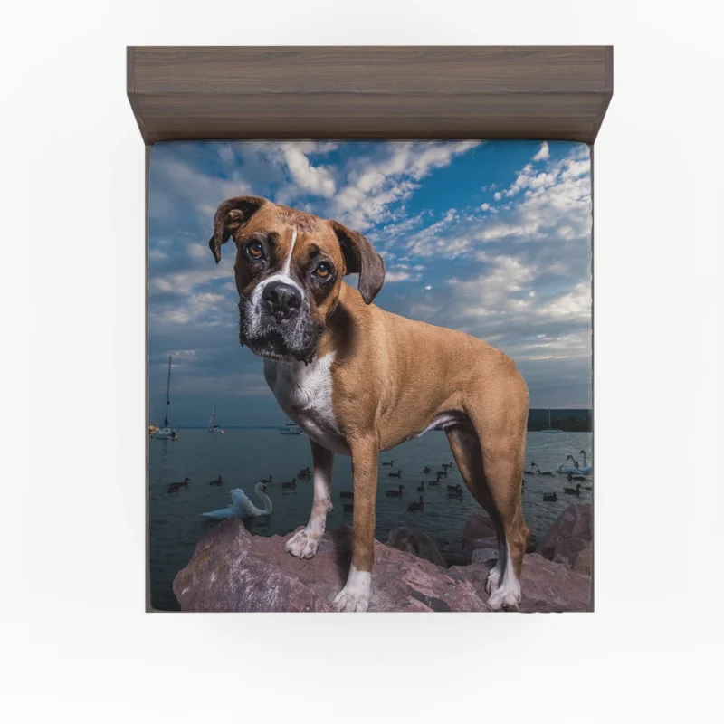 The Intense Stare of Boxer (Dog): Boxer Fitted Sheet