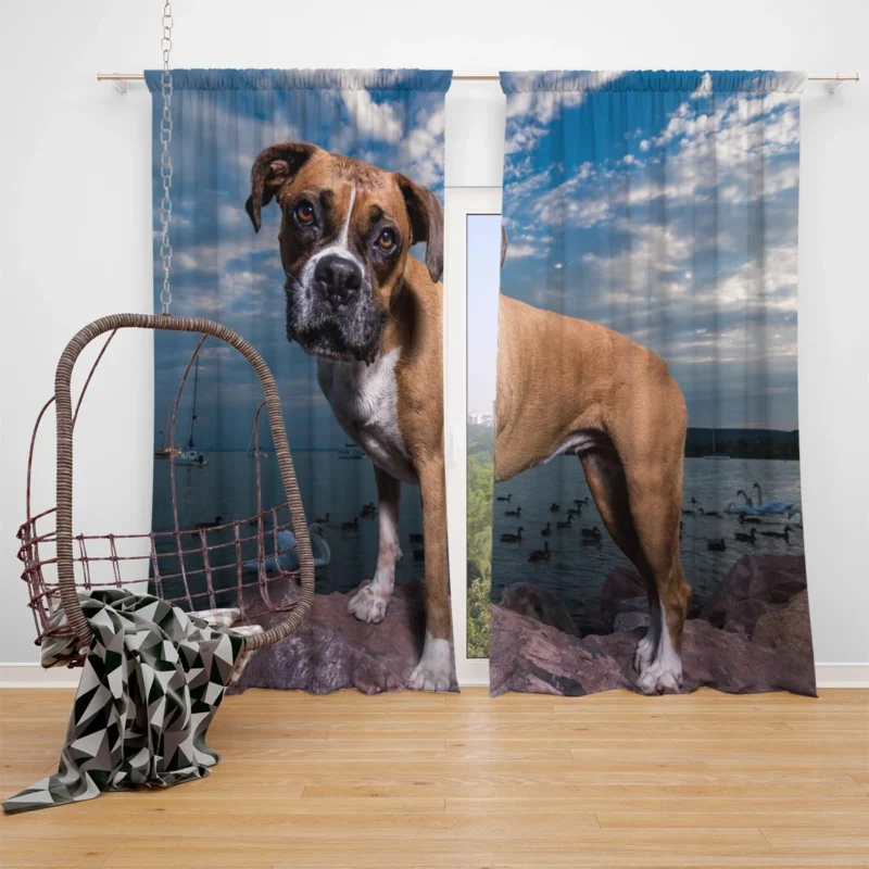 The Intense Stare of Boxer (Dog): Boxer Window Curtain