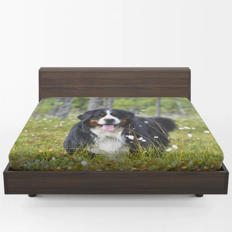 The Majestic Bernese: Bernese Mountain Dog Fitted Sheet 1