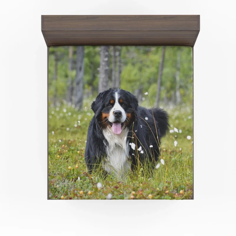 The Majestic Bernese: Bernese Mountain Dog Fitted Sheet