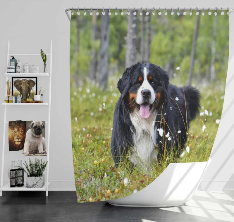 The Majestic Bernese: Bernese Mountain Dog Shower Curtain