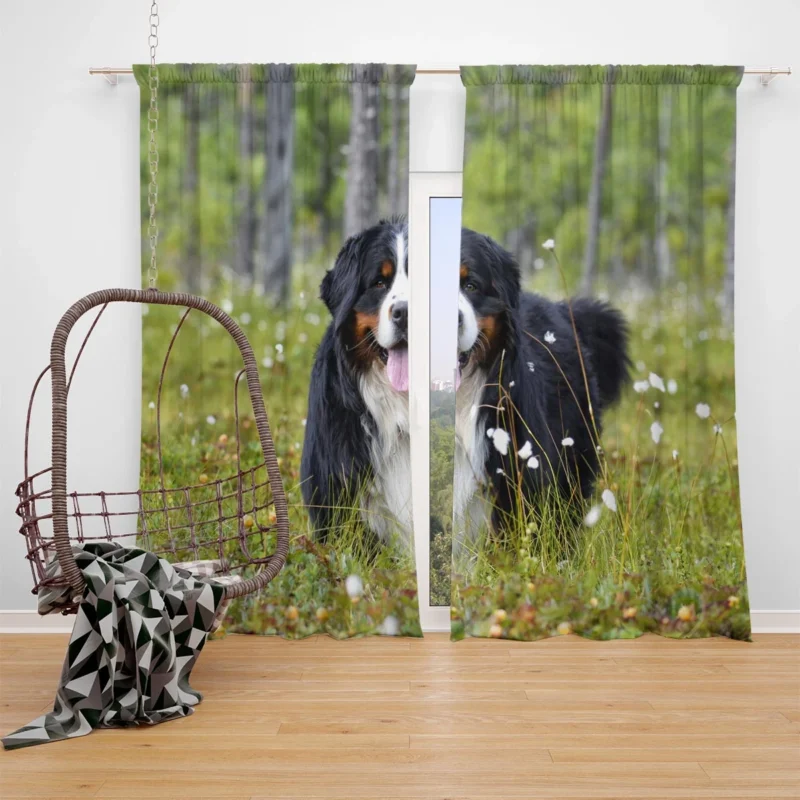 The Majestic Bernese: Bernese Mountain Dog Window Curtain