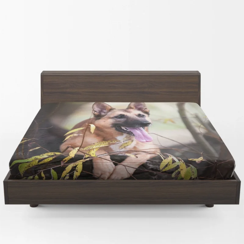 The Malinois Beauty: Belgian Shepherd Fitted Sheet 1