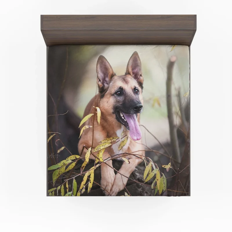 The Malinois Beauty: Belgian Shepherd Fitted Sheet