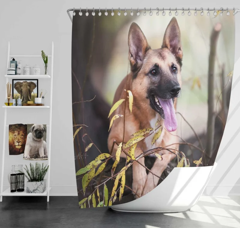 The Malinois Beauty: Belgian Shepherd Shower Curtain