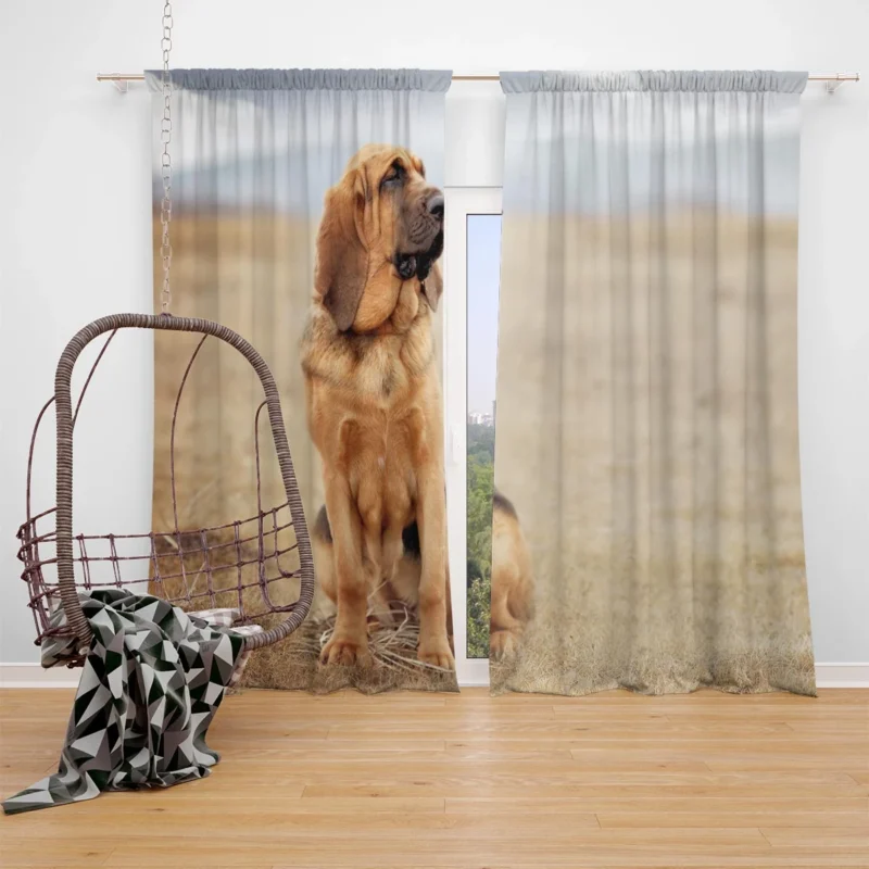 The Noble and Elegant Bloodhound: Bloodhound Window Curtain