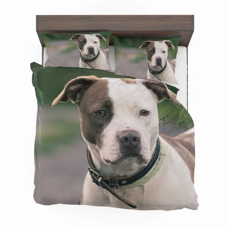 The Pit Bull Presence: American Pit Bull Terrier Quartet Bedding Set 1