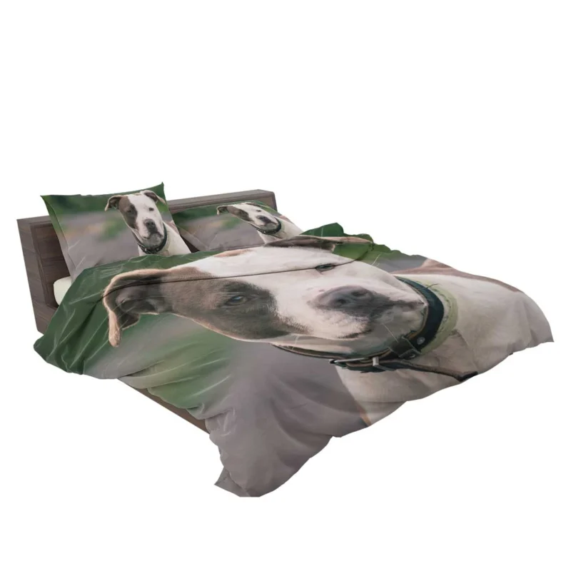 The Pit Bull Presence: American Pit Bull Terrier Quartet Bedding Set 2