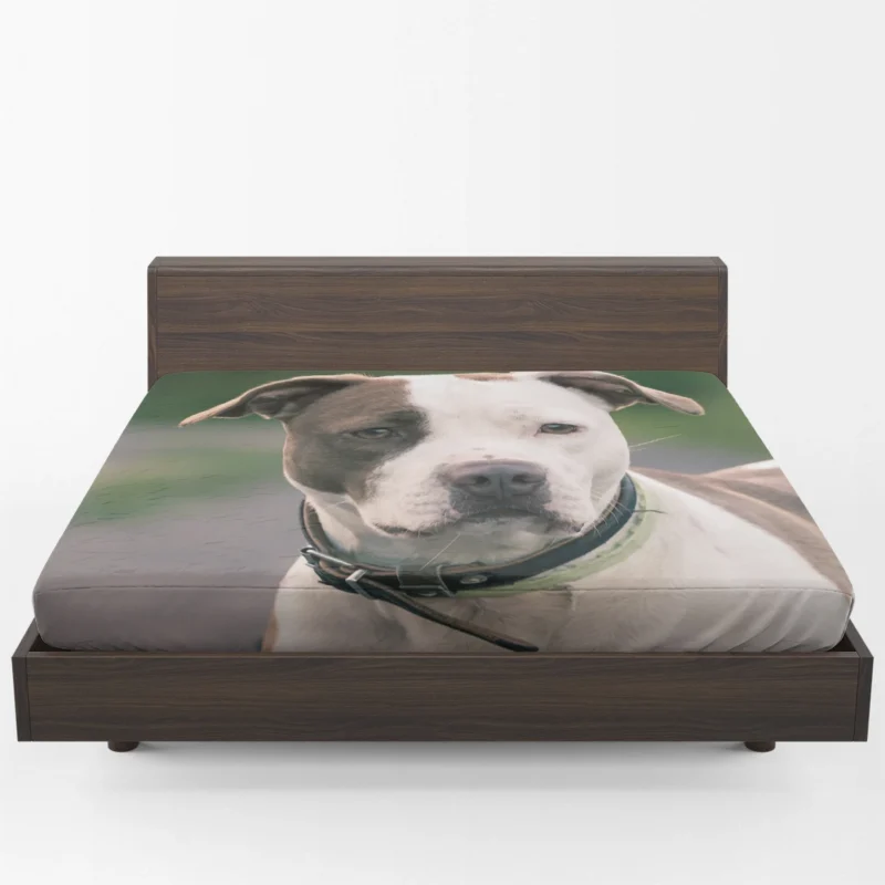 The Pit Bull Presence: American Pit Bull Terrier Quartet Fitted Sheet 1