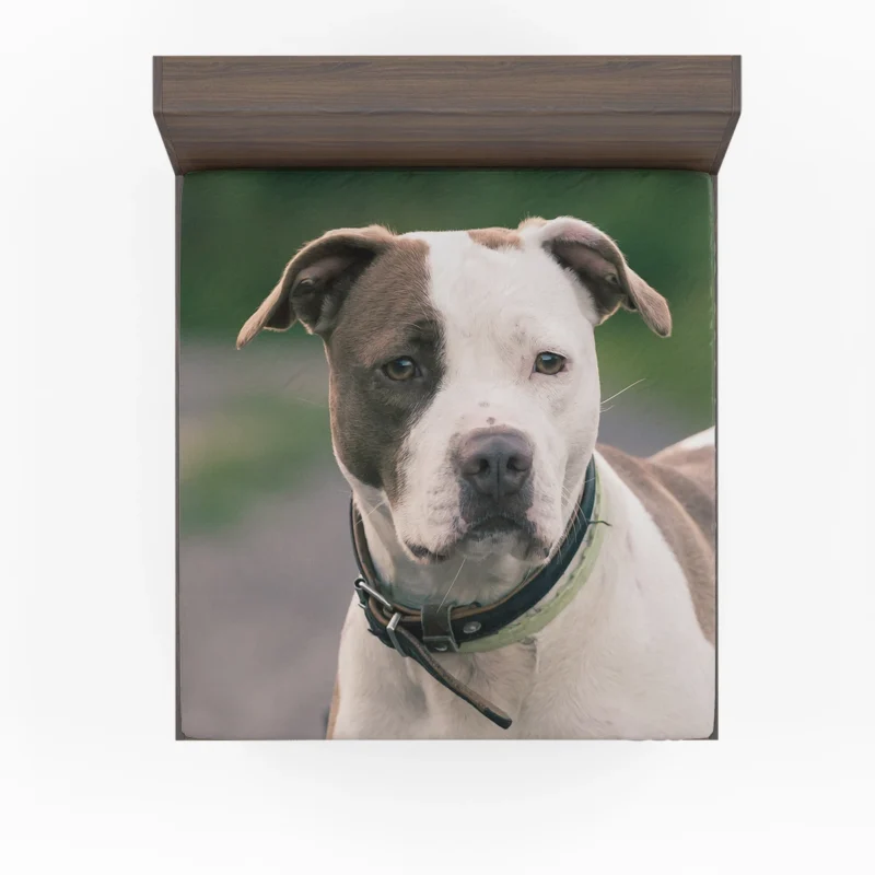 The Pit Bull Presence: American Pit Bull Terrier Quartet Fitted Sheet