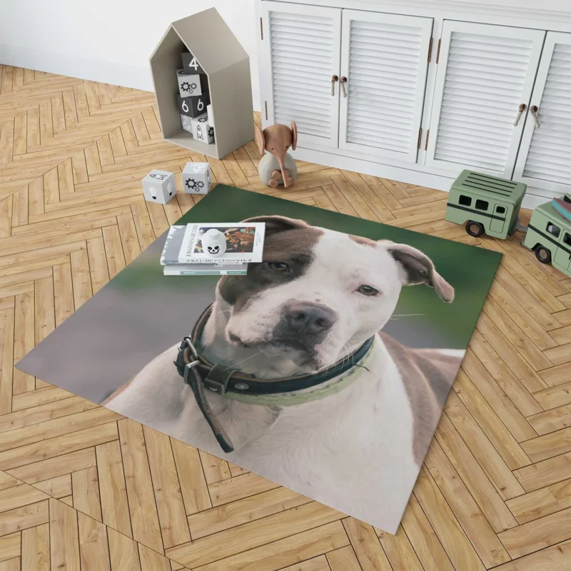 The Pit Bull Presence: American Pit Bull Terrier Quartet Floor Rug 1