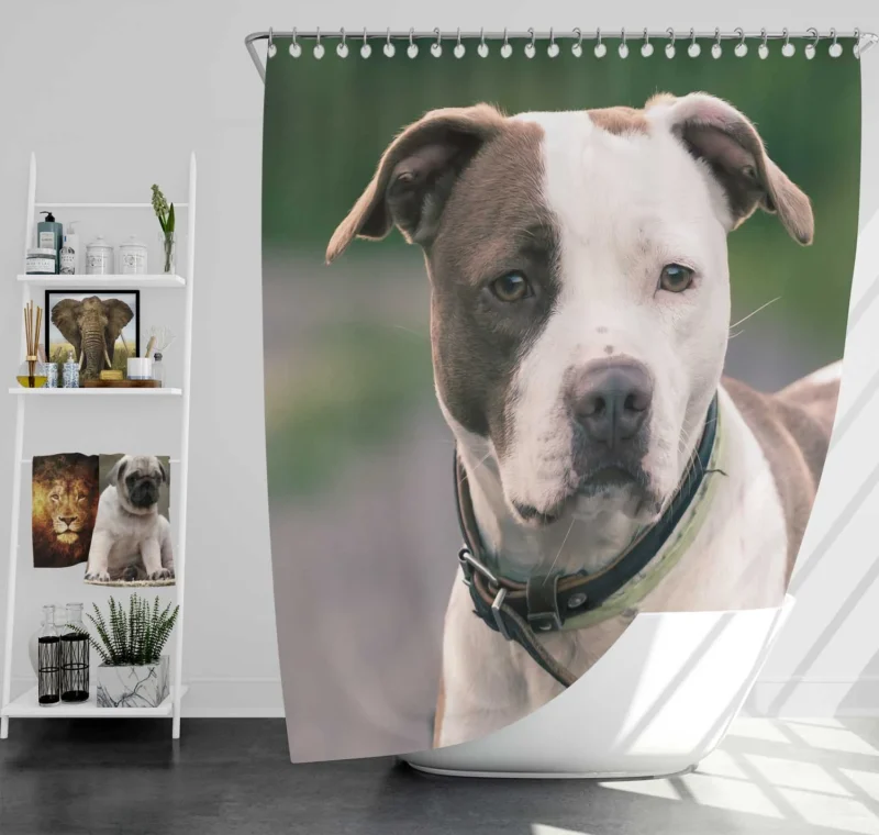 The Pit Bull Presence: American Pit Bull Terrier Quartet Shower Curtain