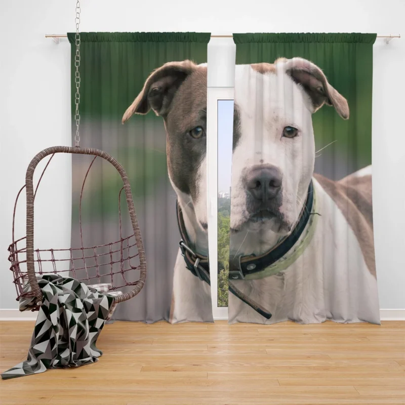 The Pit Bull Presence: American Pit Bull Terrier Quartet Window Curtain