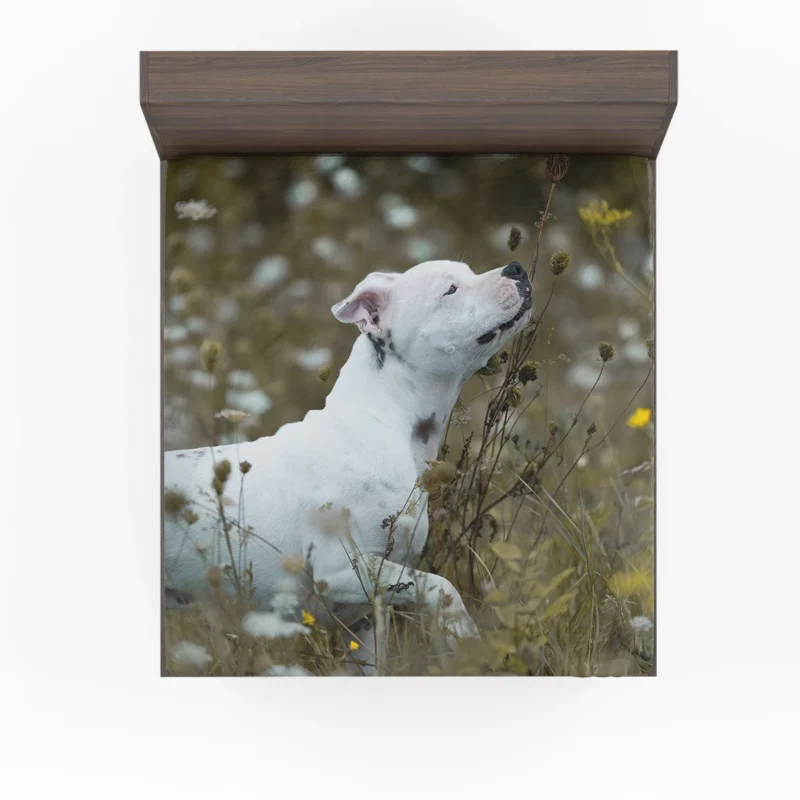 The Playful and Adorable Bull Terrier: Bull Terrier Fitted Sheet